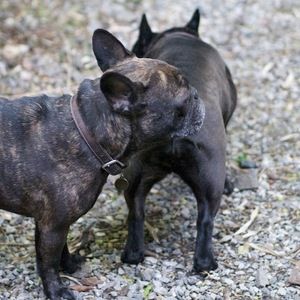 Meet your Posher, Carol